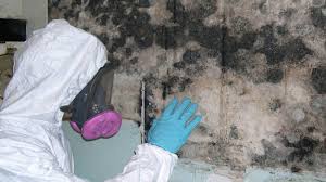 Professional Mold Remediation Services in Daytona Beach